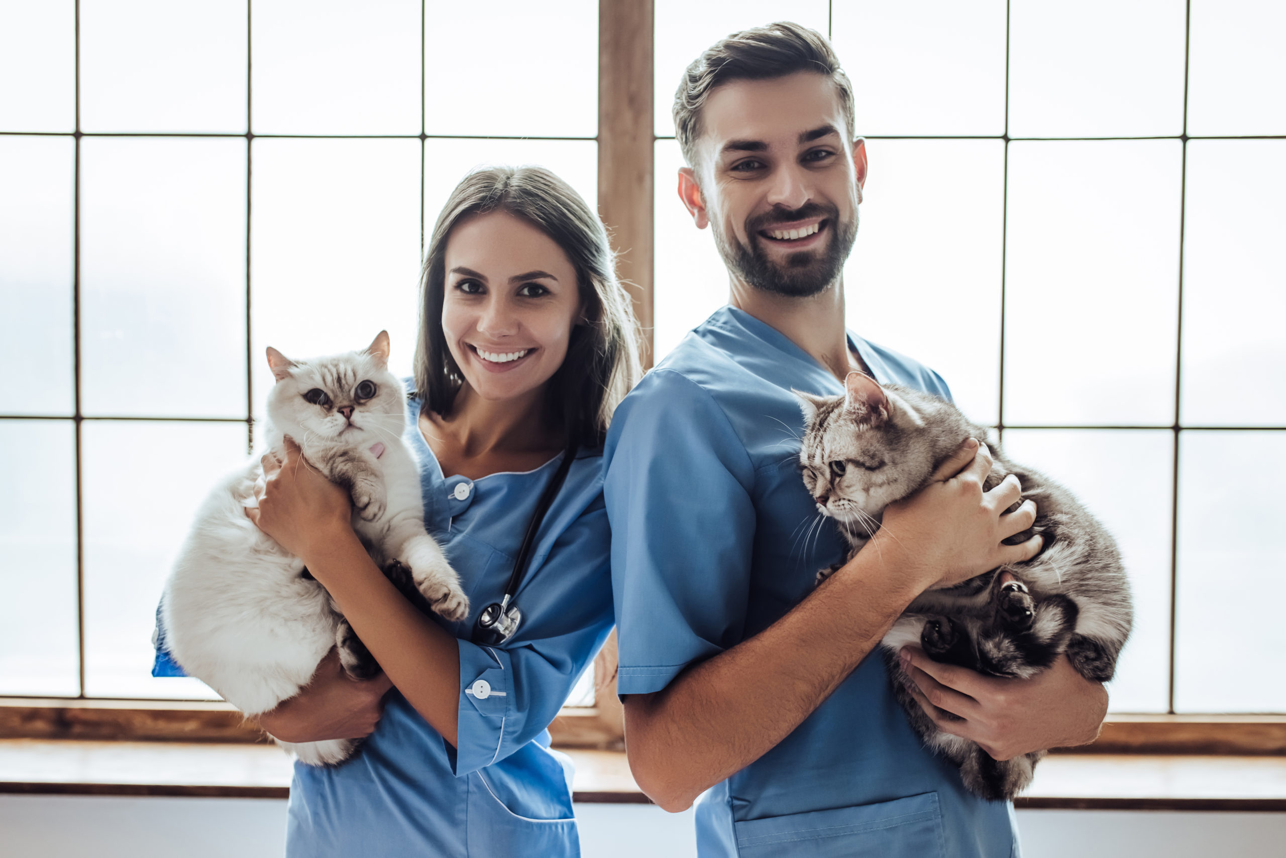 Other suggestions for improving the well-being of the team in the future Veterinary Hospital